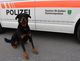 Eggersriet SG: Mutmasslicher Einbrecher von Polizeihund angehalten