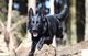 Steinhausen ZG – Polizeihund «Wallace» stellt flüchtenden Einbrecher