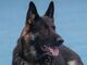 Grenchen - Mutmasslicher Dieb dank Polizeihund «Hailey» angehalten