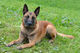 Polizeihund "Brando" stellt Rucksackdieb